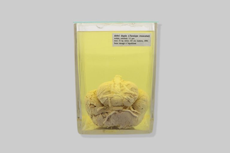 Mozak dobrog dupina (Tursiops truncatus)
