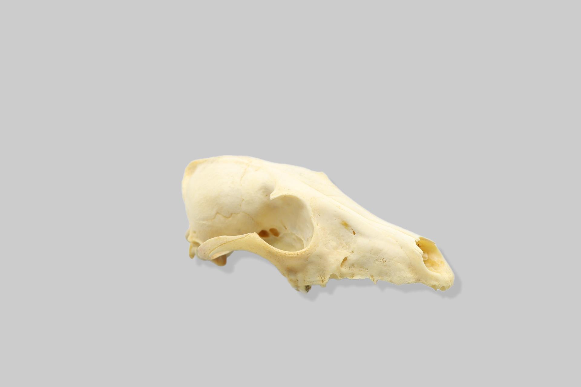 Čagalj (Canis aureus)