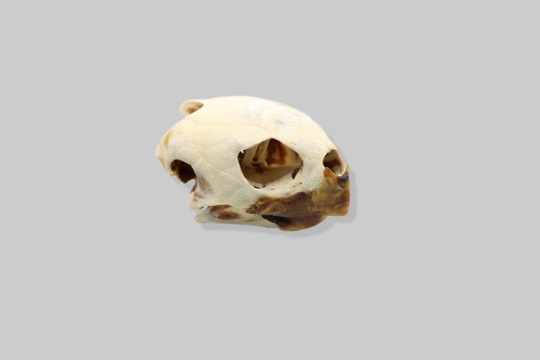 Glavata želva (Caretta caretta)