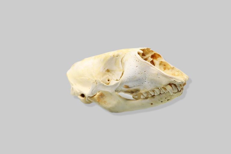 Tuljan (Phoca vitulina)