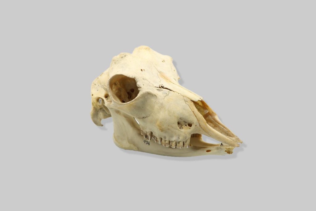 Koza (Capra hircus)