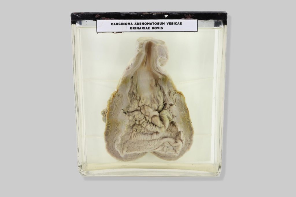 Adenocarcinoma papillare pelvis renis bovis