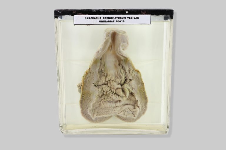 Adenocarcinoma papillare pelvis renis bovis