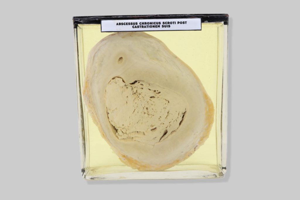 Abscessus chronicus scroti post castrationem suis