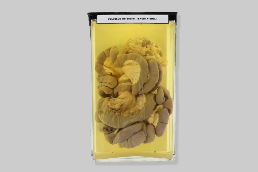 Volvulus intestini tenuis vitulli