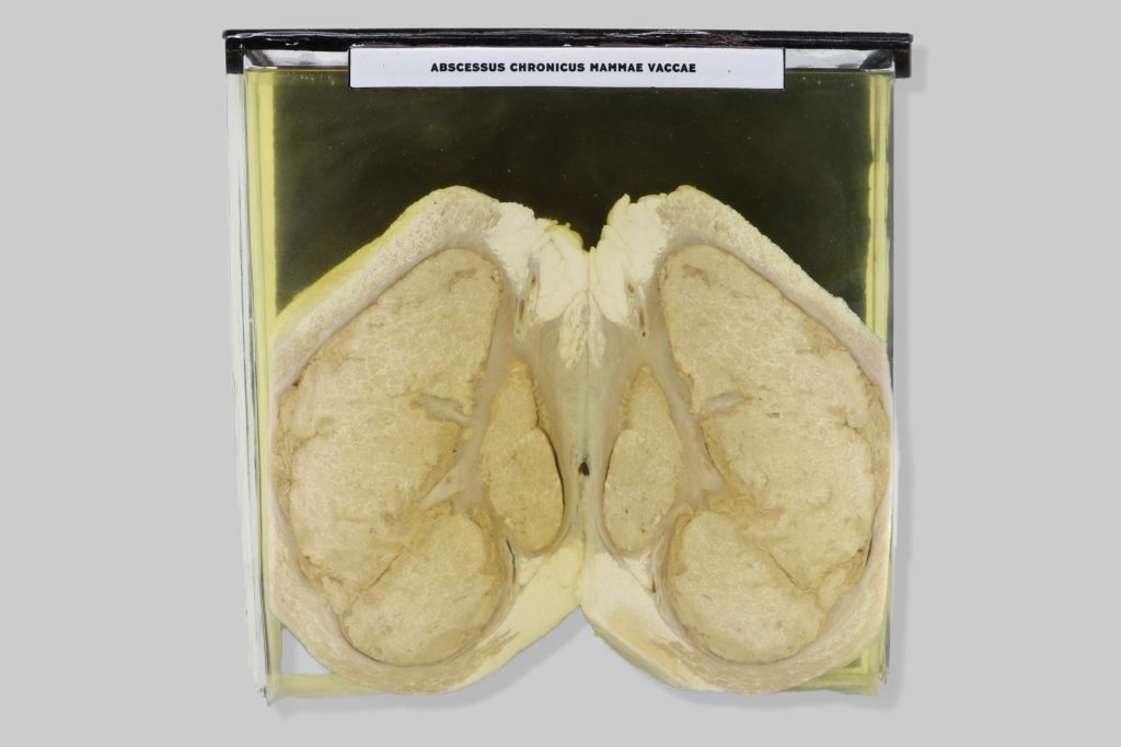 Abscessus chronicus mammae vaccae