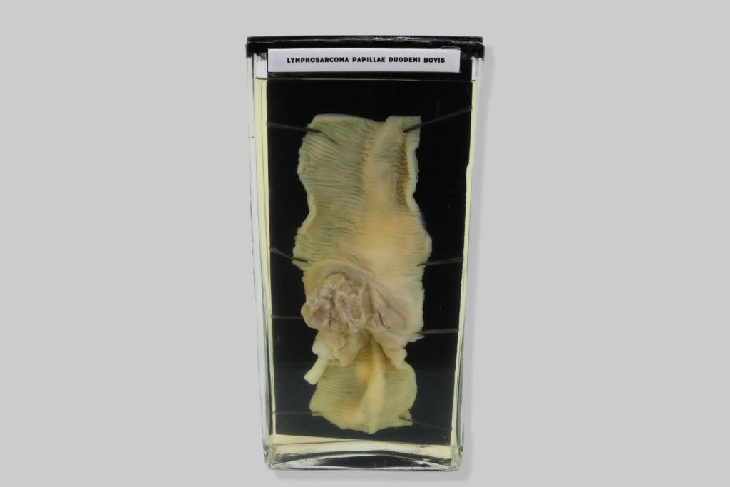 Lymphosarcoma papillae duodeni bovis