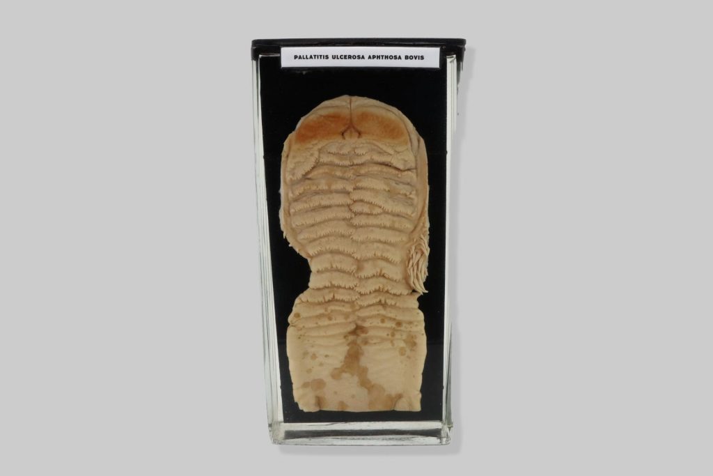 Pallatitis ulcerosa aphthosa bovis