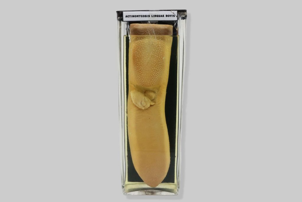 Actinomycosis linguae bovis