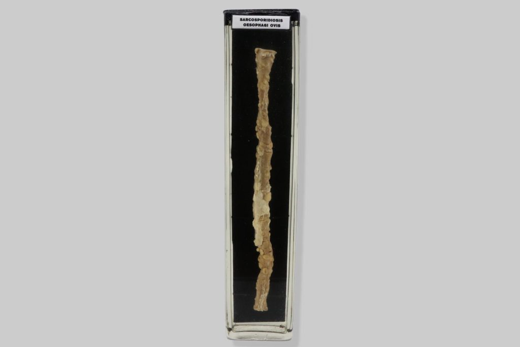 Sarcosporidiosis oesophagi ovis