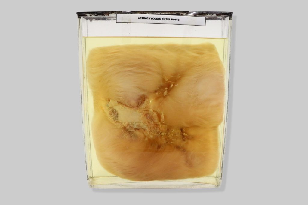 Actinomycosis cutis bovis