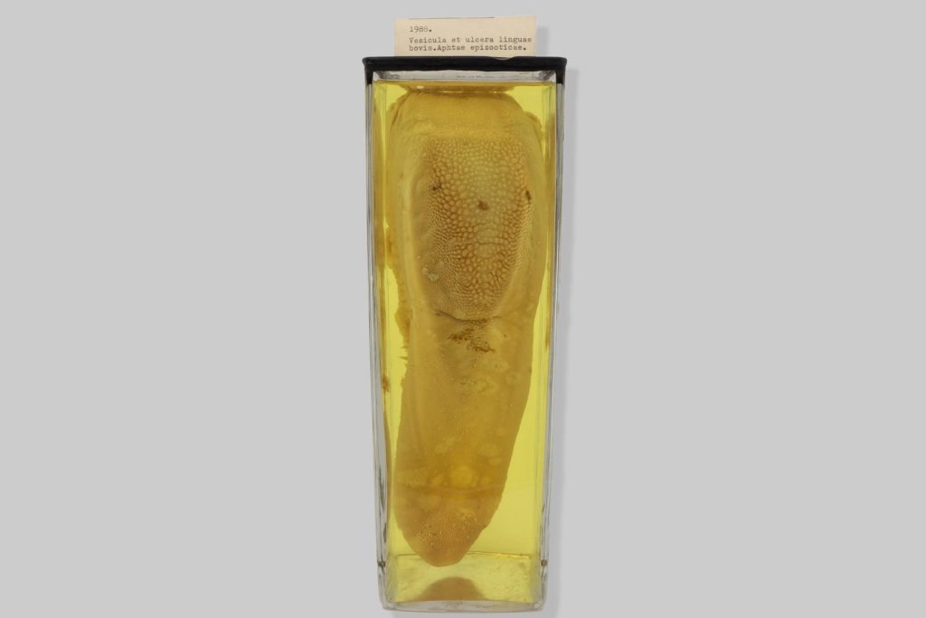 Vesicula et ulcera linguae bovis. Aphtae epizooticae.