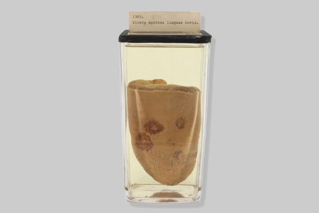Ulcera aphtosa linguae bovis