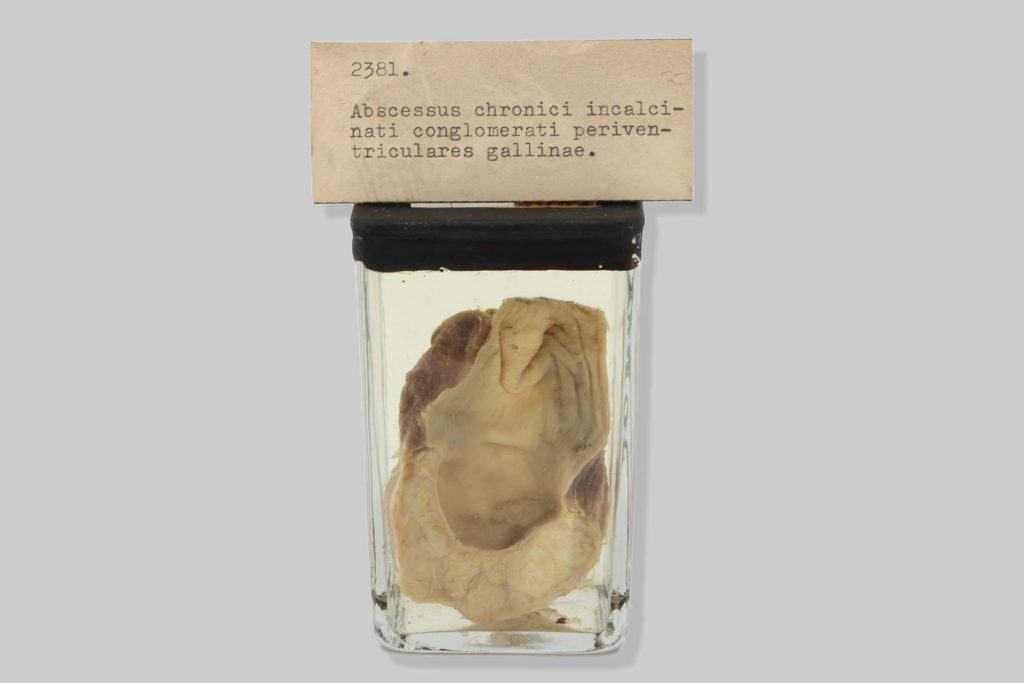Abscessus chronici invalcinati conglomerati periventriculares gallinae