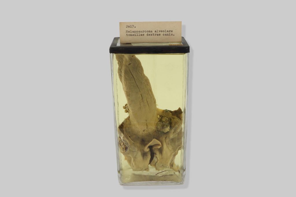 Melanosarcoma alveolare tonsillae dextrae canis