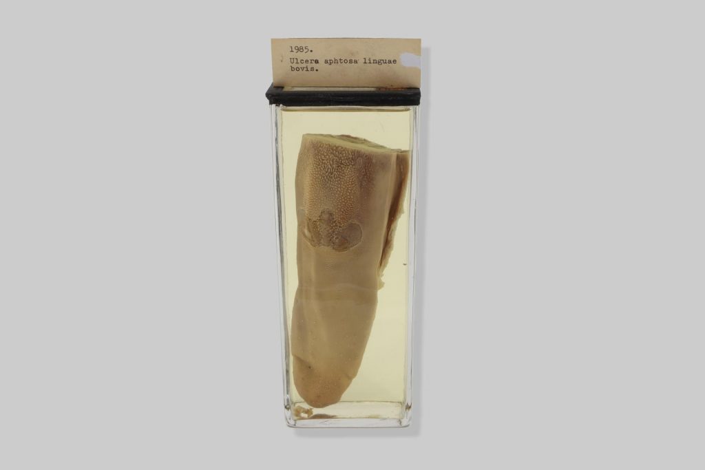 Ulcera aphtosa linguae bovis