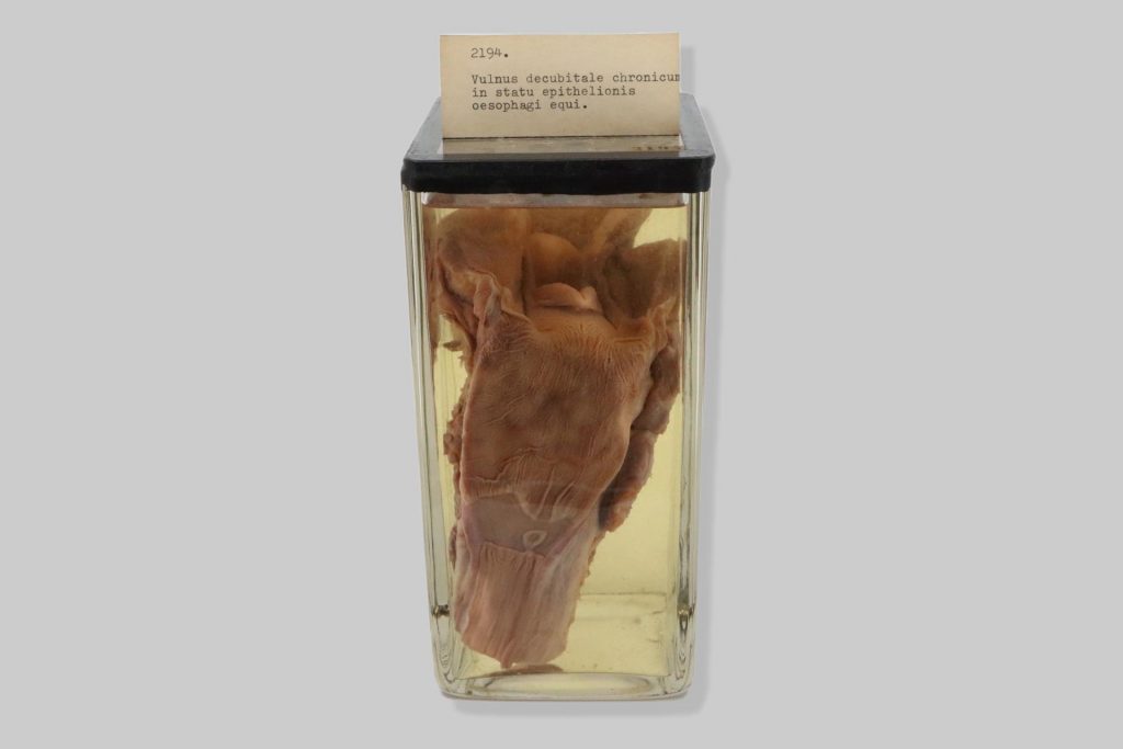 Vulnus decubitale chronicum in statu epithelionis oesophagi equi