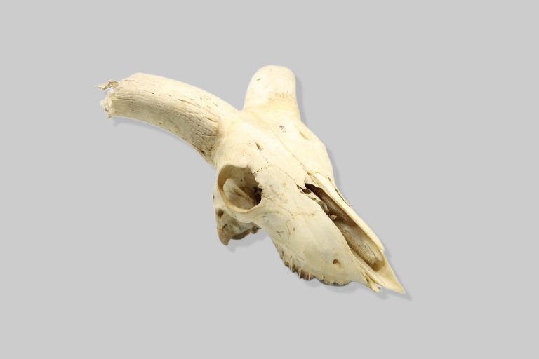 Lubanja muflona (Ovis aries musimon)