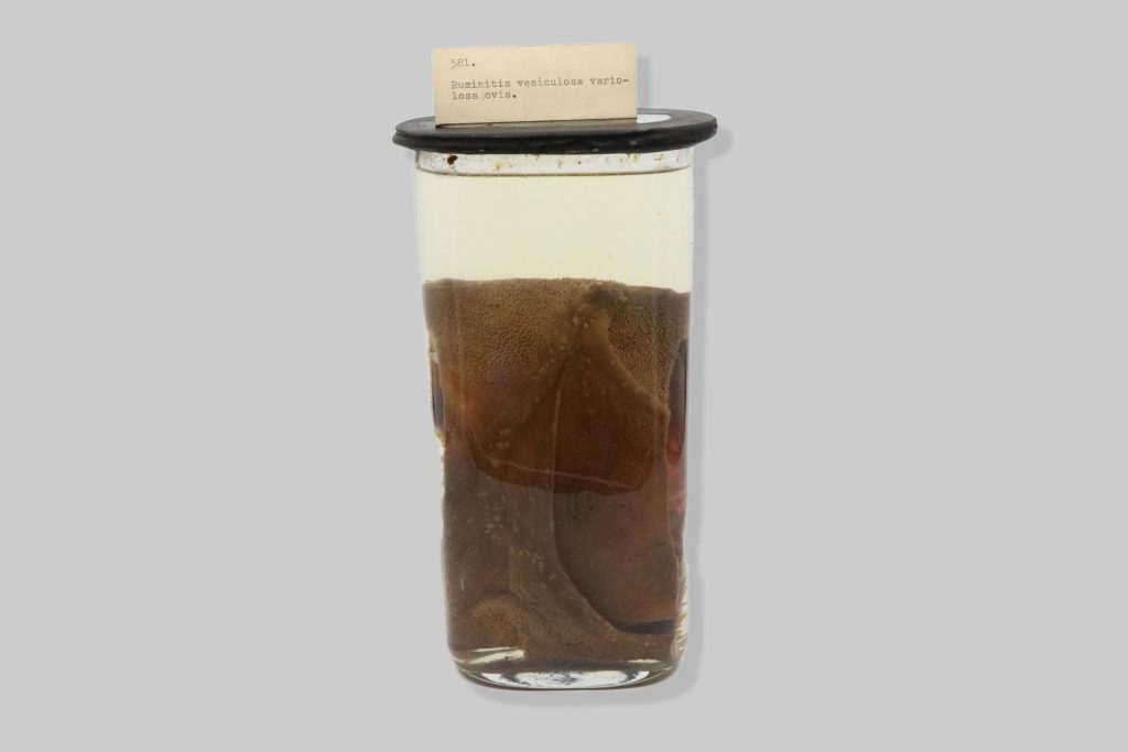 Ruminitis vesiculosa variolosa ovis.