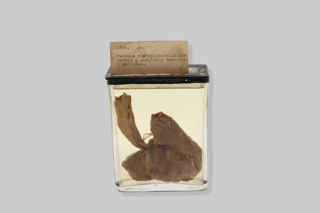 Sarcoma mixtoglobocellulare partis glandularis ventriculi gallinae