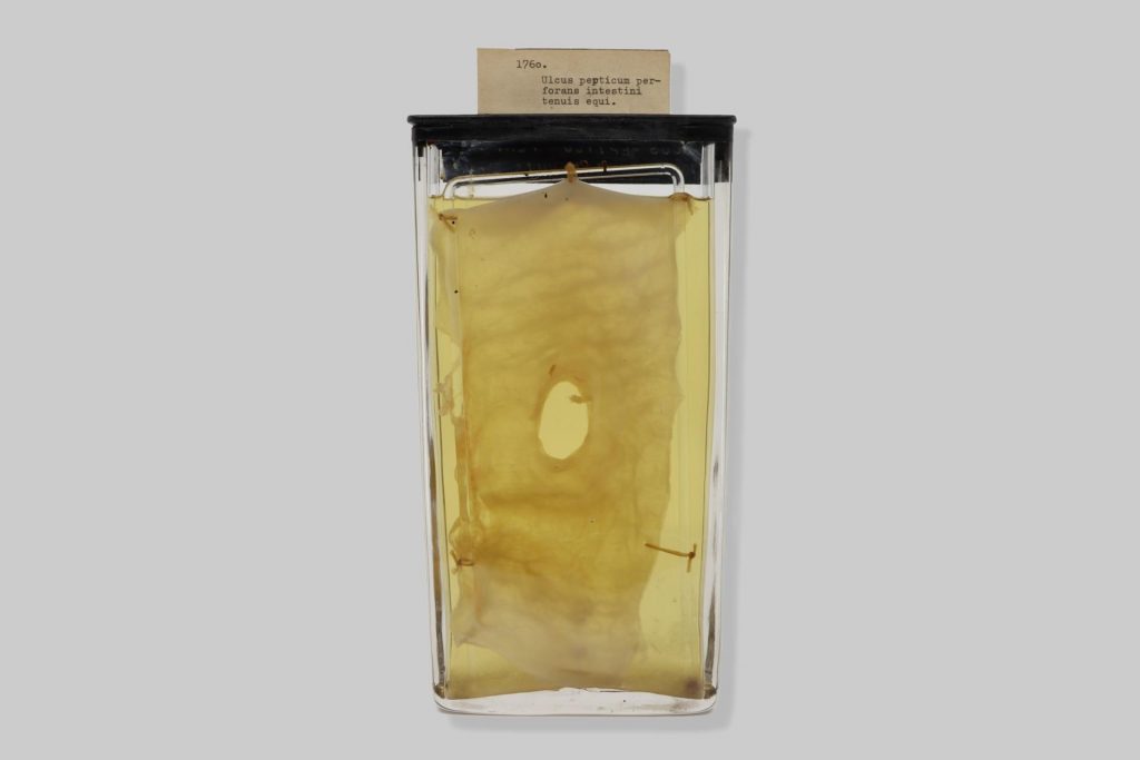 Ulcus pepticum perforans intestini tenuis equi