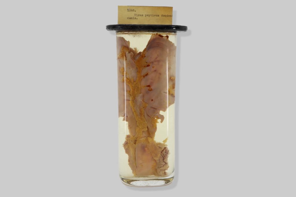 Haemorrhagiae disseminatae mucosae intestini tenuis equi