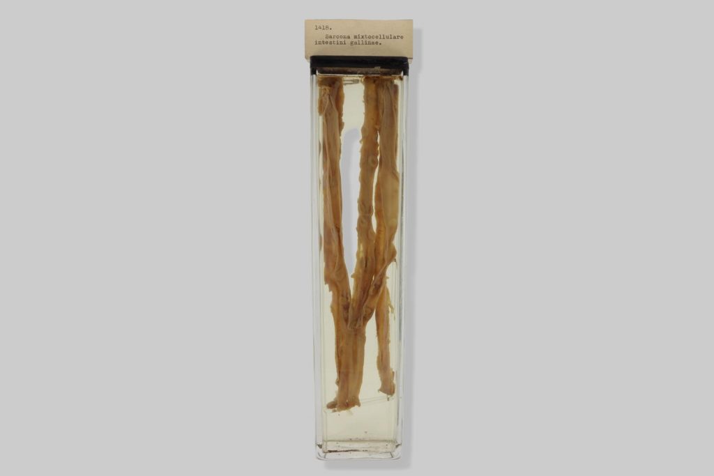 Sarcoma mixtocellulare intestini gallinae
