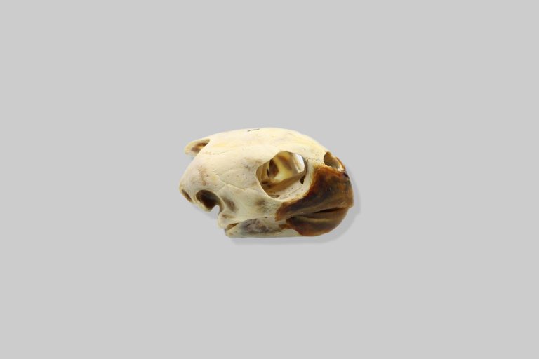 Lubanja glavate želve (Caretta caretta)