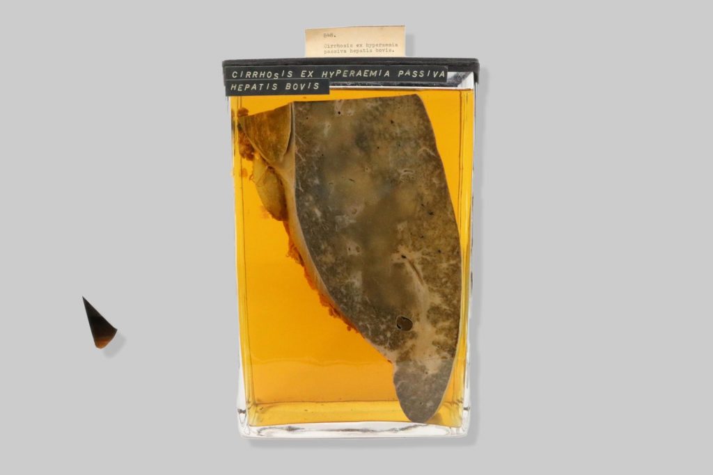 Haematoma hepatis equi