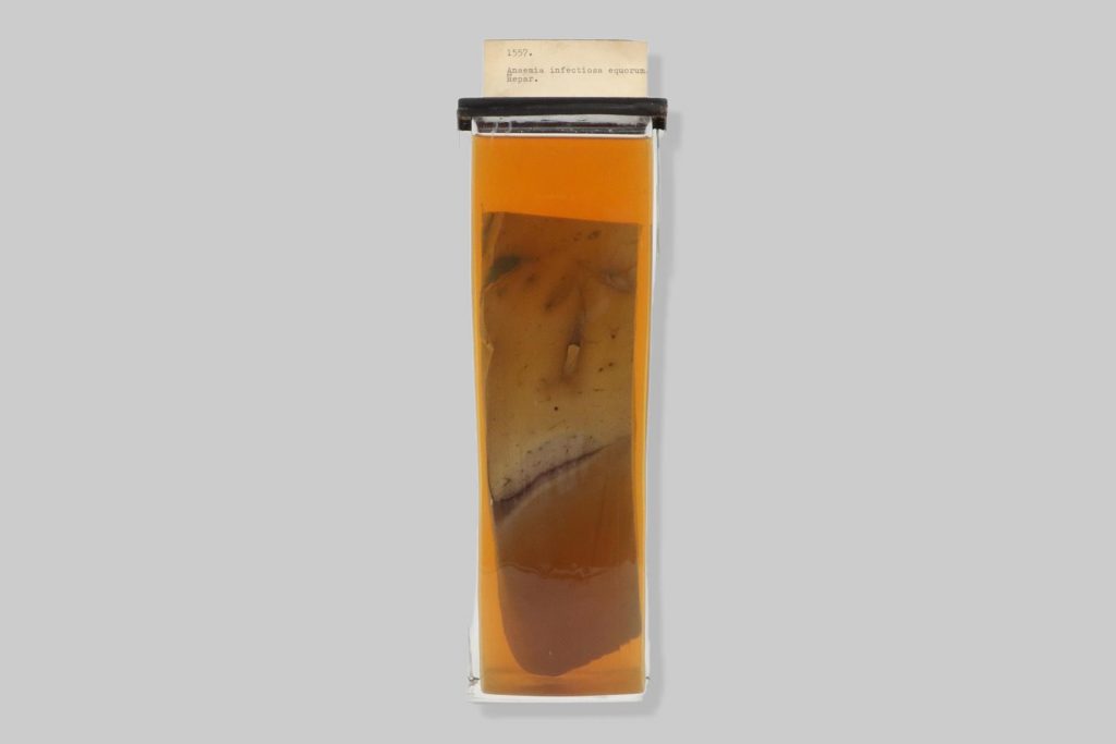 Abscessus chronicus hepatis vaccae