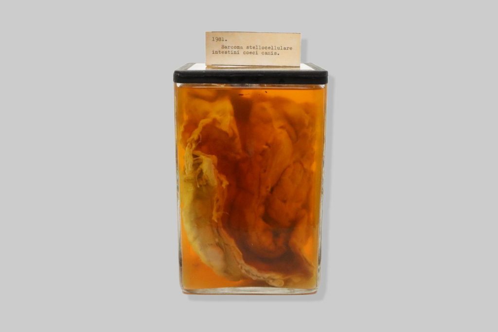 Sarcoma stellocellulare intestini coeci canis