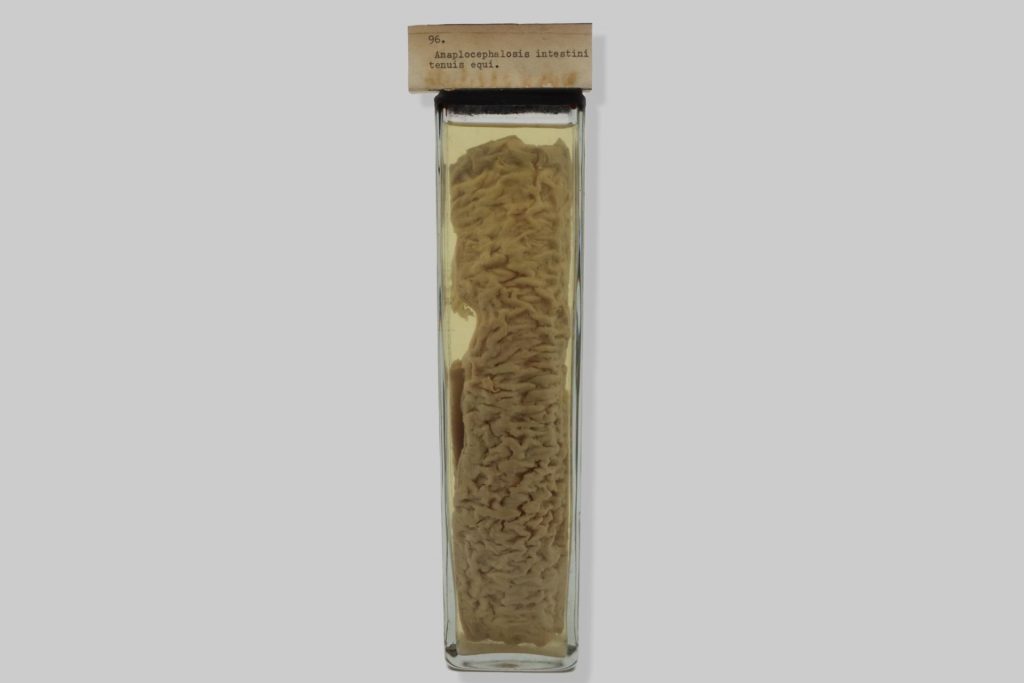 Anaplocephalosis intestini tenuis equi