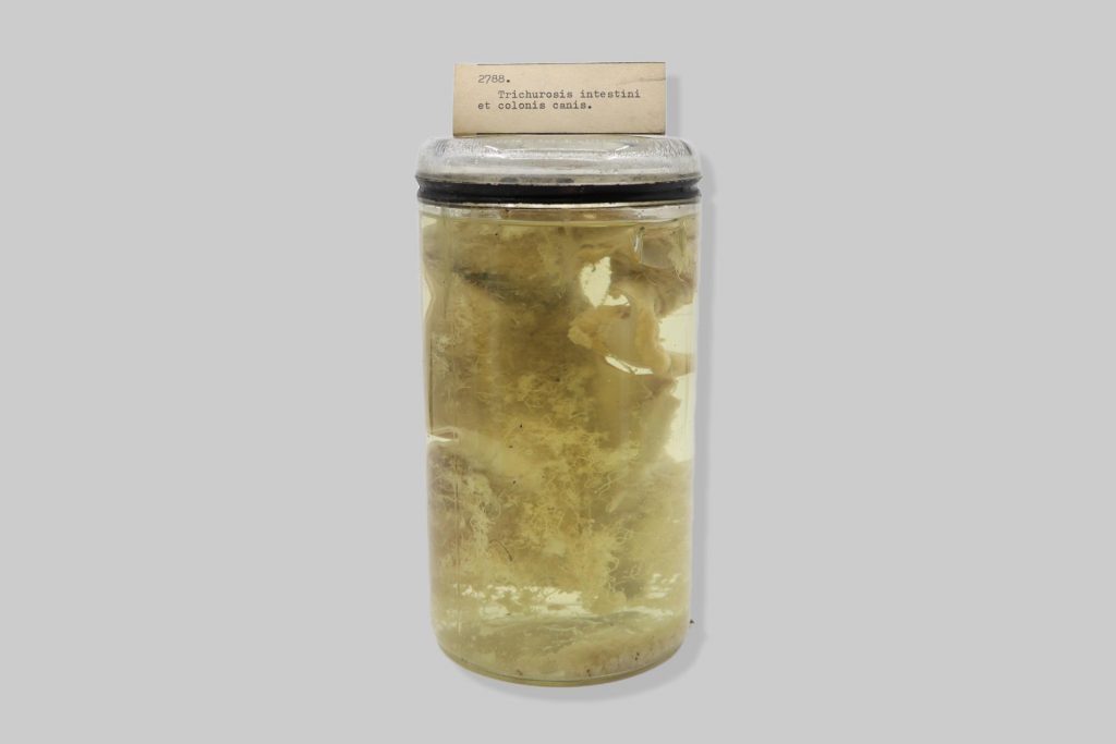 Trichurosis intestini et colonis canis