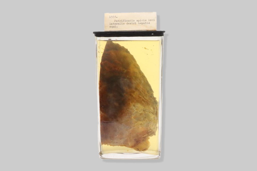 Petrificatio apicis lobi lateralis dextri hepatis equi