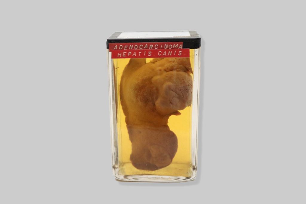 Adenocarcinoma hepatis canis