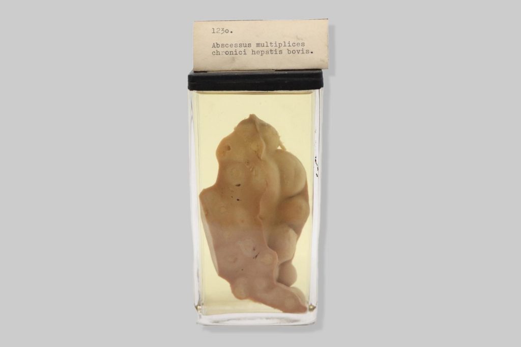 Abscessus multiplices chronici hepatis bovis