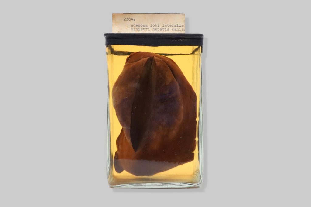 Adenoma lobi lateralis sinistri hepatis canis