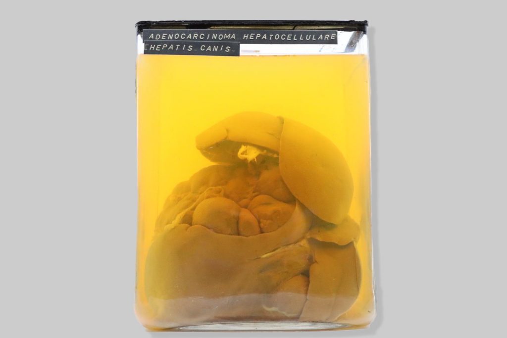 Adenocarcinoma hepatocellulare hepatis canis