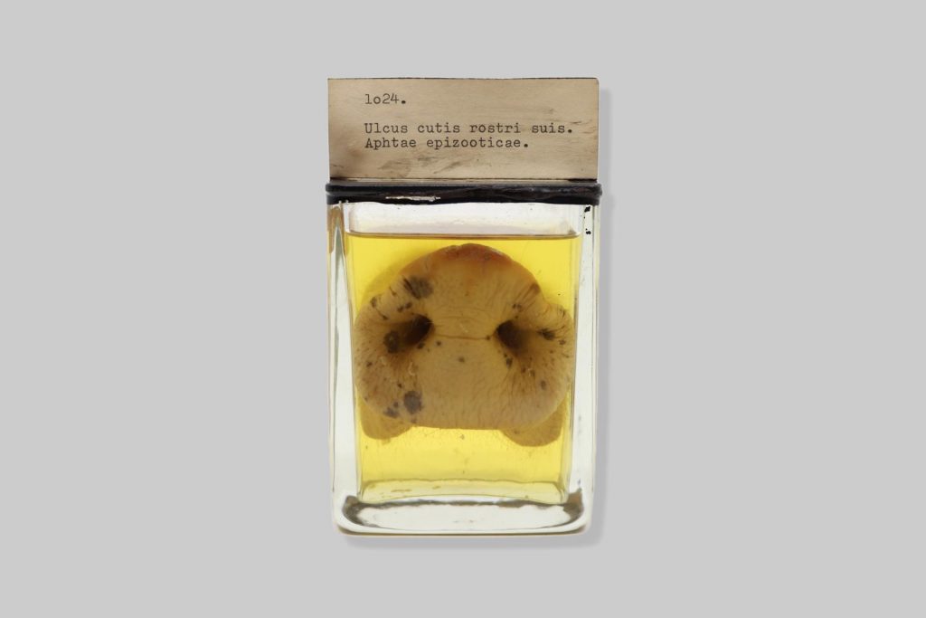 Ulcus cutis rostri suis. Aphtae epizooticae.