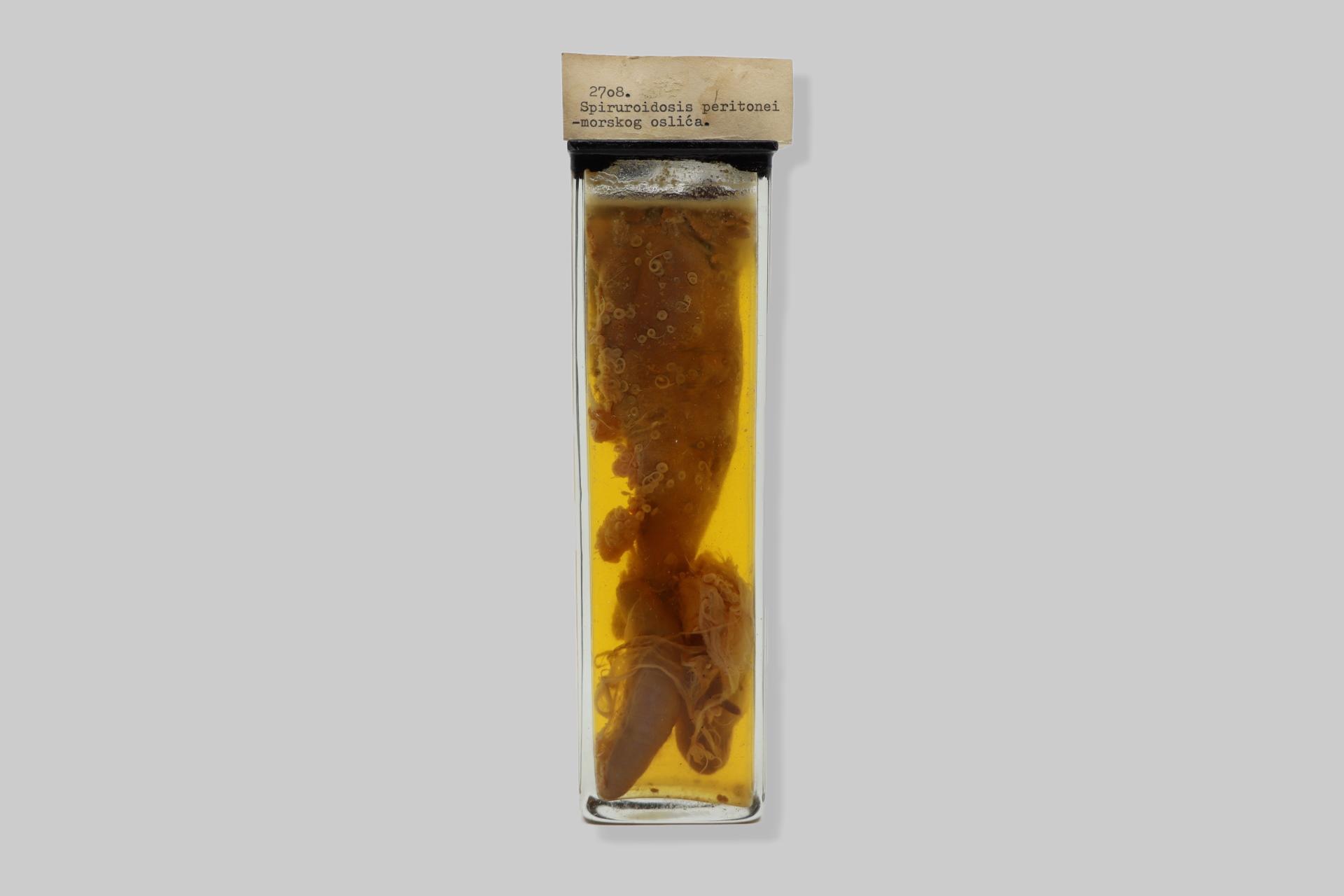 Spiruroidosis peritonei- morskog oslića