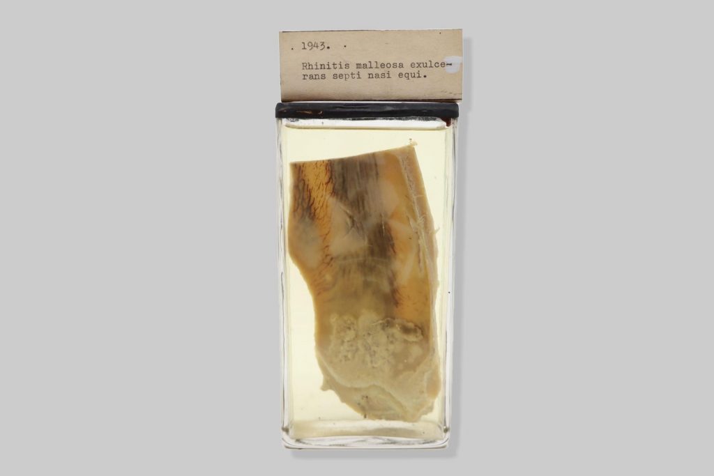 Rhinitis malleosa exulcerans septi nasi equi