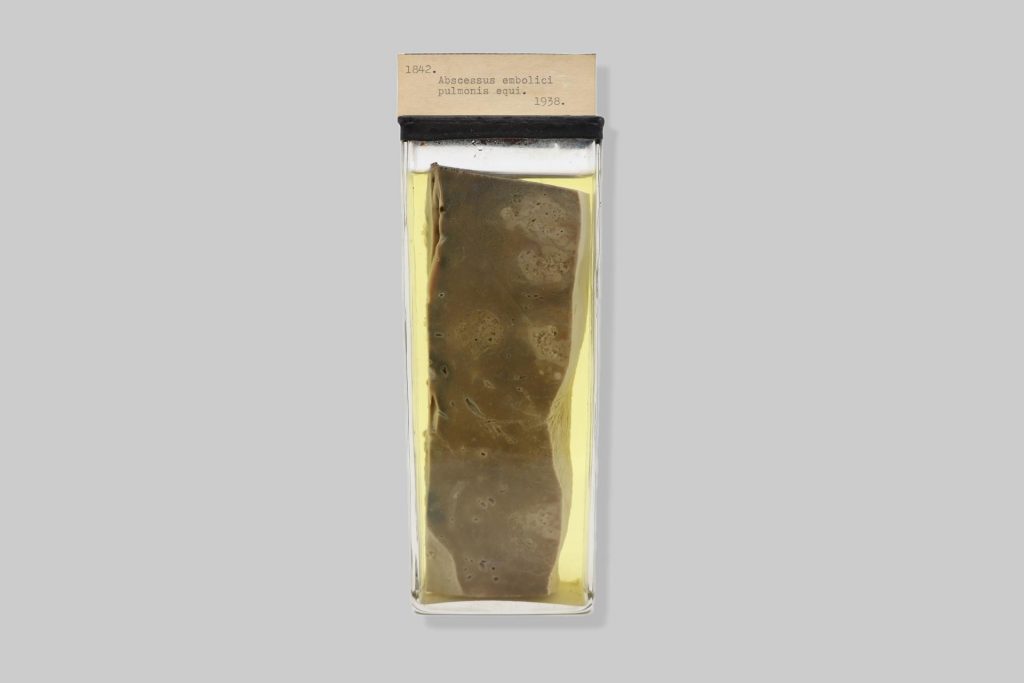Abscessus embolici pulmonis equi