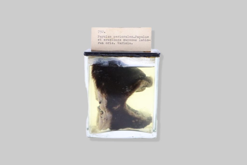 Ulcus pepticum duodeni canis