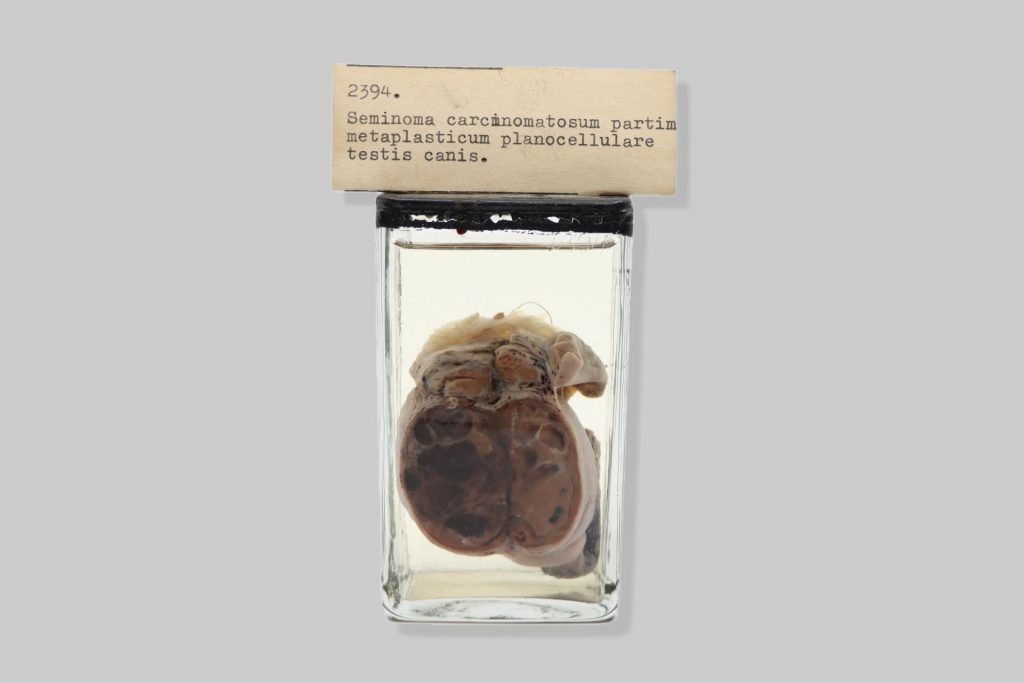 Seminoma carcinomatosum partim metaplasticum planocellulare testis canis