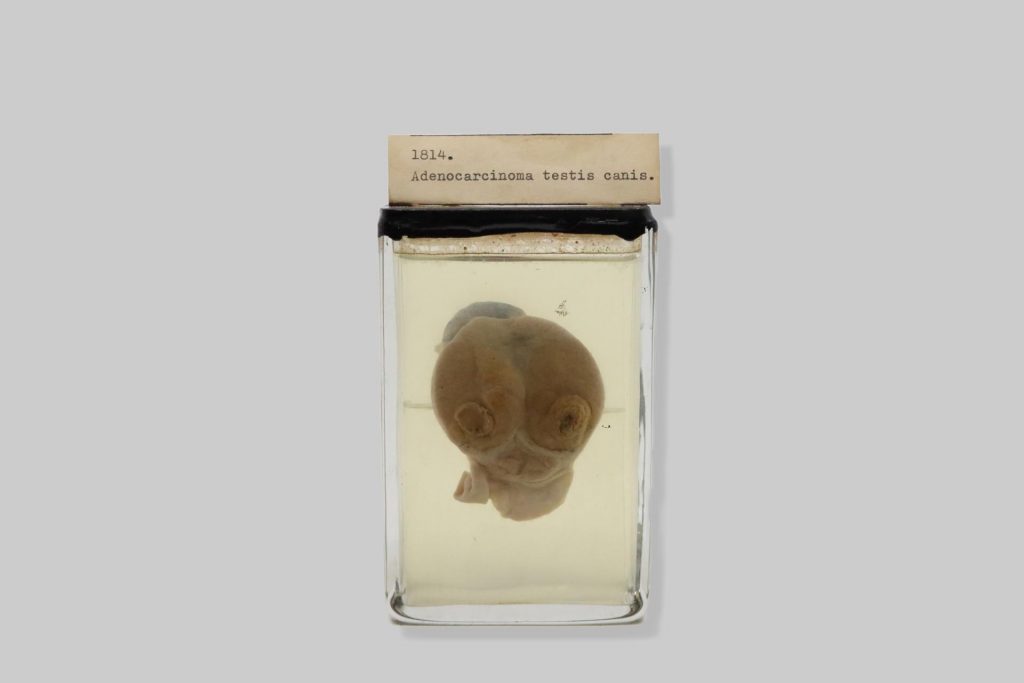 Adenocarcinoma testis canis