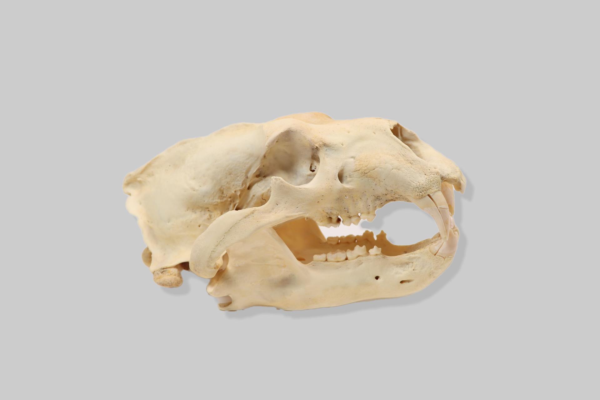 Lubanja medvjeda (Ursus spp.)