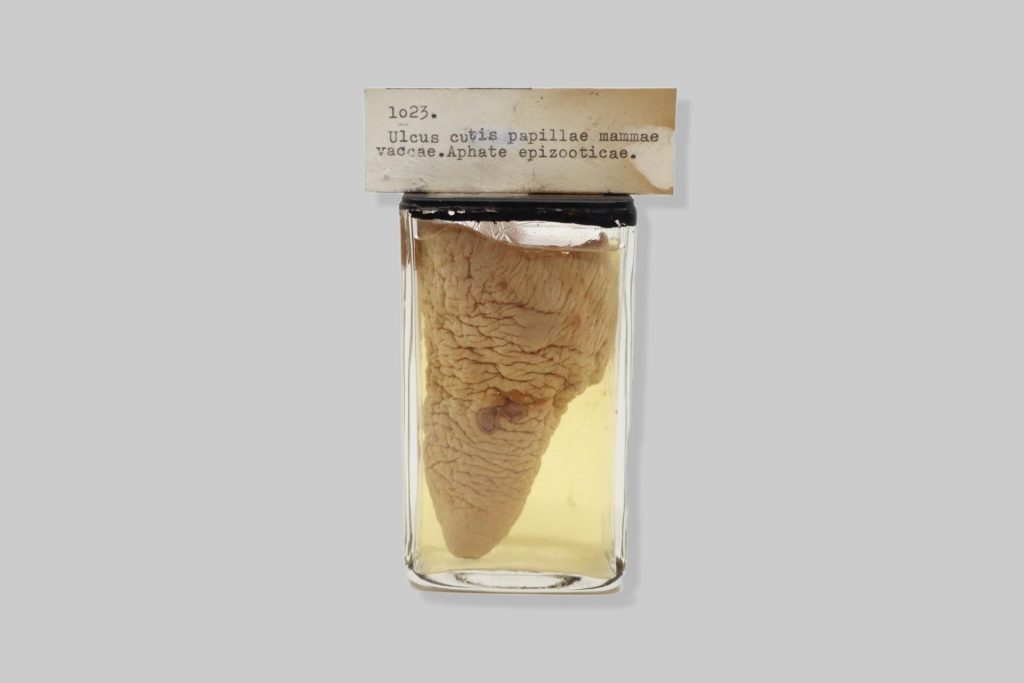 Ulcus cutis papillae mammae vaccae. Aphtae epizooticae.