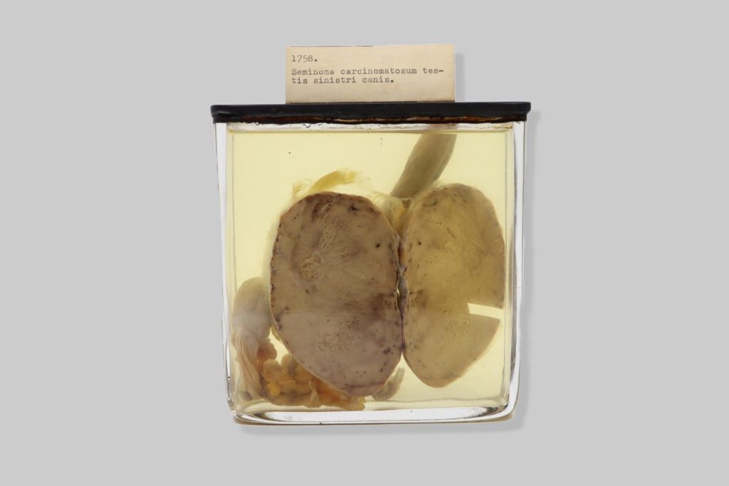 Seminoma carcinomatosum testis sinistri canis