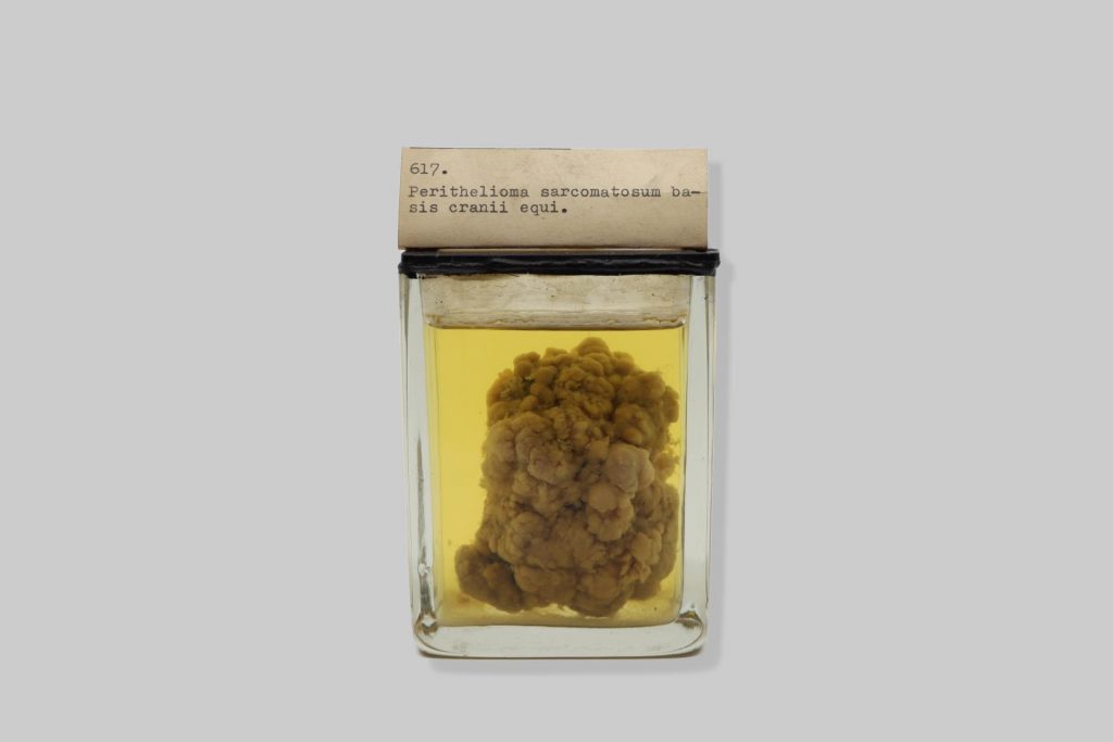 Perithelioma sarcomatosum basis cranii equi