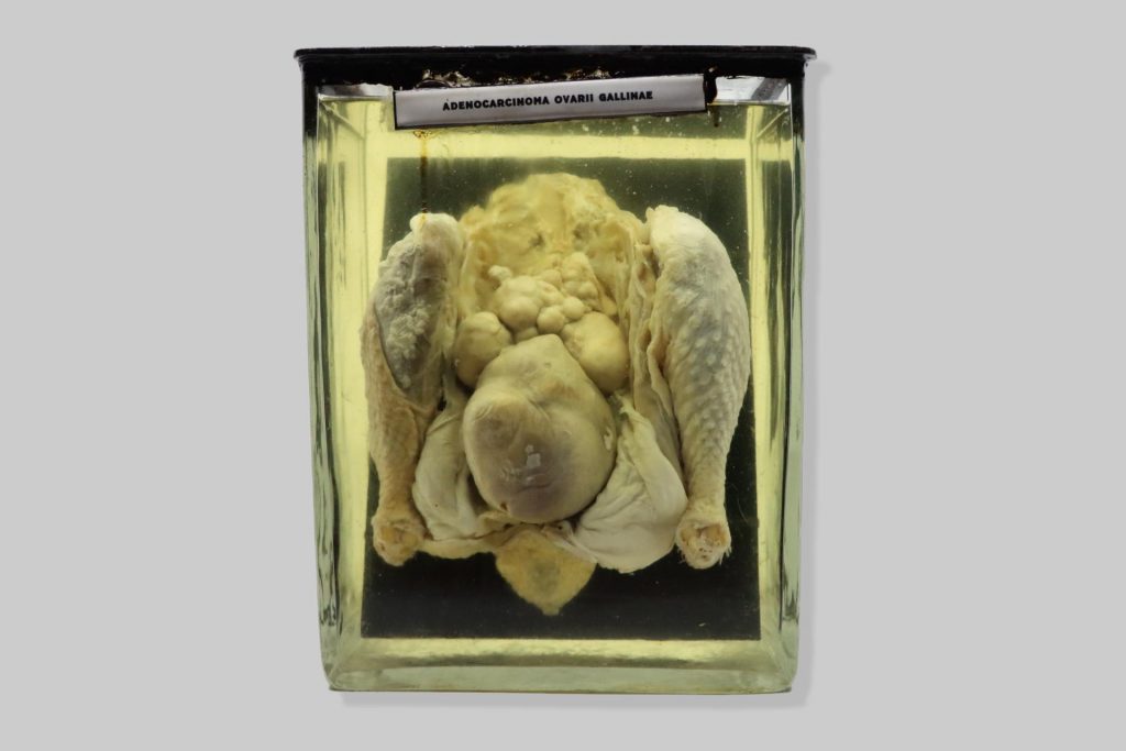 Adenocarcinoma ovarii gallinae